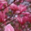 Magnolia 'Ann', flowers