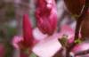 Magnolia 'Ann', flowers