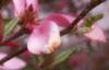 Magnolia 'Ann', flowers