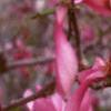 Magnolia 'Ann', flowers