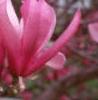 Magnolia 'Ann', flowers