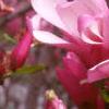 Magnolia 'Ann', flowers