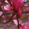 Magnolia 'Ann', flowers