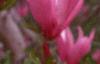 Magnolia 'Ann', flowers