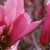 Magnolia 'Ann', flowers
