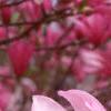 Magnolia 'Ann', flowers