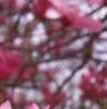 Magnolia 'Ann', flowers