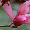Magnolia 'Ann', flowers