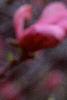 Magnolia 'Ann', flowers