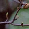 Magnolia 'Ann', flowers