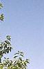 Magnolia acuminata, habit