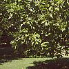 Magnolia acuminata, habit