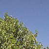 Magnolia acuminata, habit