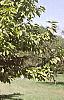 Magnolia acuminata, habit