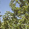 Magnolia acuminata, habit