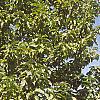 Magnolia acuminata, habit