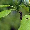 Magnolia acuminata, flowers