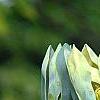Magnolia acuminata, flowers