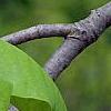 Magnolia acuminata, flowers