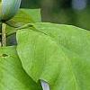 Magnolia acuminata, flowers