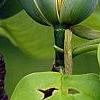 Magnolia acuminata, flowers
