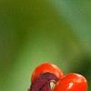 Magnolia acuminata, fruit