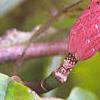 Magnolia acuminata, fruit