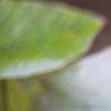 Magnolia acuminata, fruit