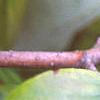 Magnolia acuminata, fruit