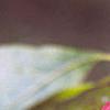 Magnolia acuminata, fruit