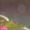 Magnolia acuminata, fruit
