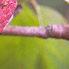 Magnolia acuminata, fruit