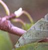 Magnolia acuminata, fruit