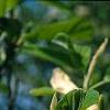 Magnolia acuminata 'Elizabeth', flowers