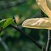 Magnolia acuminata 'Elizabeth', flowers