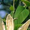 Magnolia acuminata 'Elizabeth', flowers