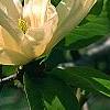 Magnolia acuminata 'Elizabeth', flowers