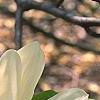 Magnolia acuminata 'Elizabeth', flowers