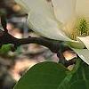 Magnolia acuminata 'Elizabeth', flowers