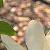 Magnolia acuminata 'Elizabeth', flowers