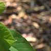 Magnolia acuminata 'Elizabeth', flowers