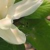 Magnolia acuminata 'Elizabeth', flowers