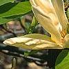 Magnolia acuminata 'Elizabeth', flowers