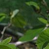 Magnolia acuminata 'Elizabeth', flowers