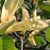 Magnolia acuminata 'Elizabeth', flowers