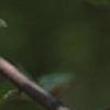 Magnolia acuminata 'Goldstar', flowers