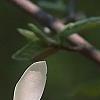 Magnolia acuminata 'Goldstar', flowers
