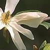 Magnolia acuminata 'Goldstar', flowers