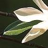Magnolia acuminata 'Goldstar', flowers