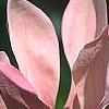 Magnolia x brooklynensis 'Evamaria', flowers